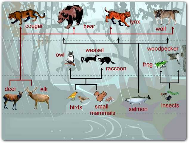 Food Chains and Food Webs - Welcome to Biology!