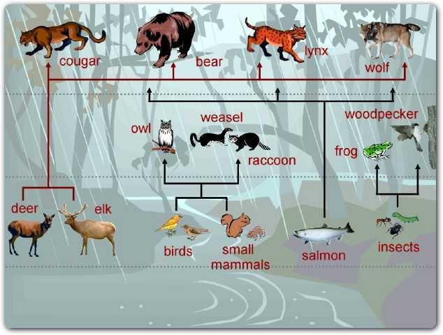 food chain in forest ecosystem