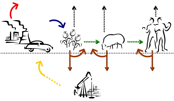 Carbon Cycle Flow Chart