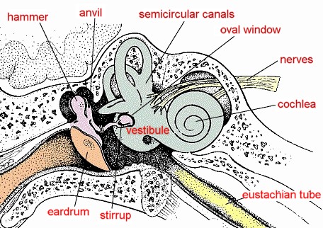An Image Map of The Ear