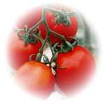 genetically modified tomatoes