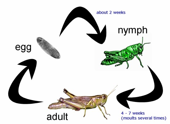 Life Cycle of A Cricket/