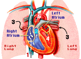 Circulatory System Final Test - ProProfs:.