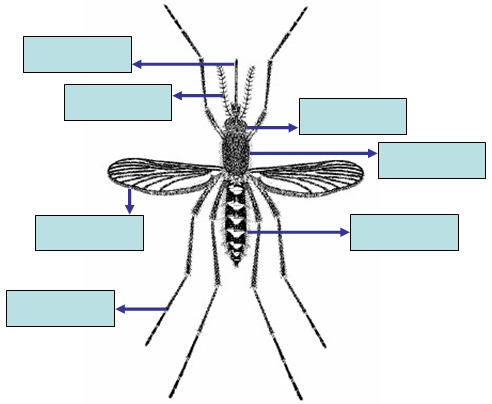 Label the Mosquito Activity