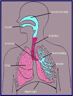 Image Map of Respiratory System