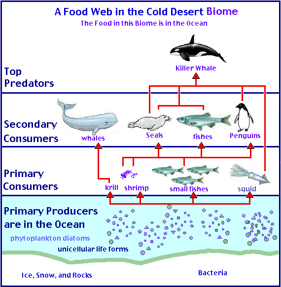 Food Chain For The Ocean. Antarctica Food Chain