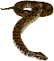 anaconda