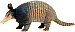 armadillo