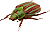 beetle