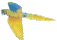 macaw