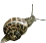 snail