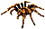 tarantula