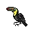 toucan