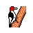 woodpecker