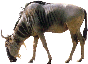 wildebeest