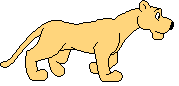 Lion Walking