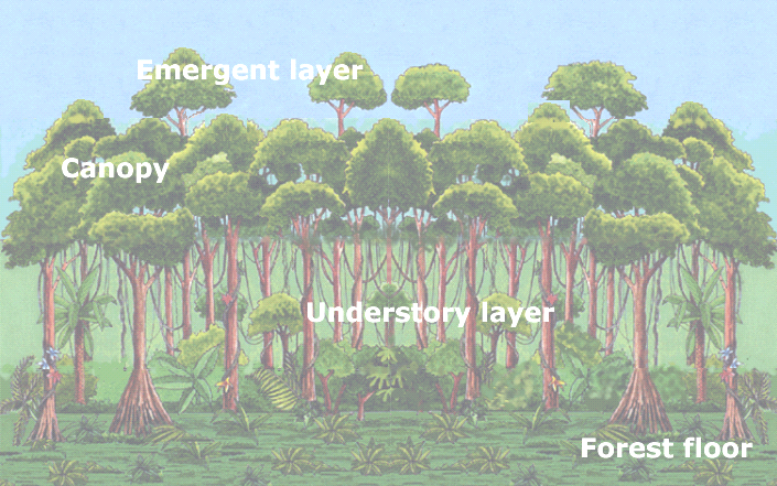 Animals of A Tropical Rainforest Food Chain Animals of A Tropical Rainforest Food Chain