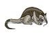 anteater