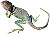 lizard
