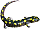 salamander